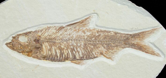Inch Knightia Fossil Fish #4656